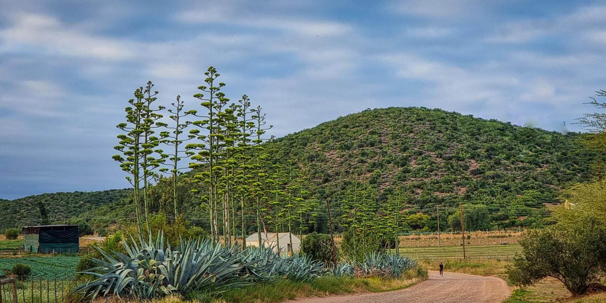 Berluda Farmhouse And Cottages Oudtshoorn Eksteriør billede